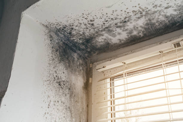 Affordable Black Mold Remediation solutions in Narberth, PA