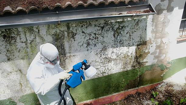 Top rated local Black Mold Remediation specialists in Narberth, PA